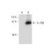 IL-2Rβ Antibody (C-6) - Western Blotting - Image 294781