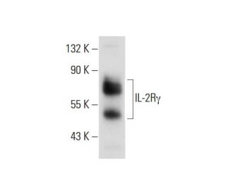 western blotting image from recommended IL-2Rγ (A-10) monoclonal antibody replacement. Image 129394