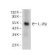 IL-2Rγ Antibody (E-7) - Western Blotting - Image 145626