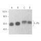 IL-2Rγ Antibody (E-7) - Western Blotting - Image 355703 