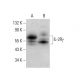 IL-2Rγ Antibody (G-3) - Western Blotting - Image 381073 
