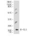 IL-3 Antibody (G-1) - Western Blotting - Image 8921