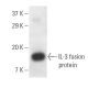 IL-3 Antibody (G-1) - Western Blotting - Image 9574 