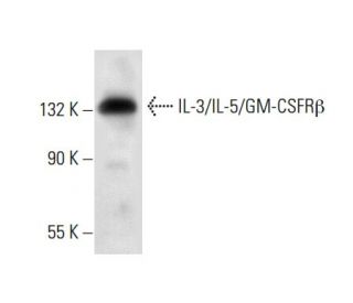 IL-3/IL-5/GM-CSFR&beta; Antibody (A-3) - Western Blotting - Image 303437 