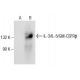 IL-3/IL-5/GM-CSFRβ Antibody (C-4) - Western Blotting - Image 157468