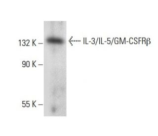IL-3/IL-5/GM-CSFR&beta; Antibody (C-4) - Western Blotting - Image 303440 