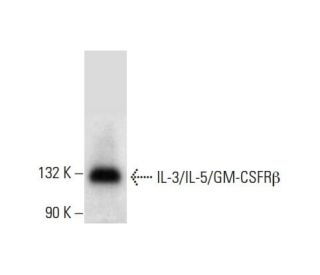IL-3/IL-5/GM-CSFR&beta; Antibody (F-12) - Western Blotting - Image 303438 