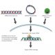 IL-3/IL-5/GM-CSFR beta siRNA and shRNA Plasmids (h) - RNAi-directed mRNA Cleavage 