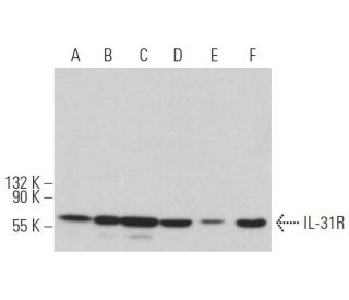 IL-31R Antibody (A-12) - Western Blotting - Image 371870 