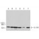 IL-31R Antibody (A-12) - Western Blotting - Image 371870 