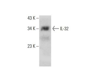 IL-32 Antibody (AT2F9) - Western Blotting - Image 384291Each CRISPR/Cas9 Knockout (KO) Plasmid product consists of a pool of 3 plasmids designed to ensure identification and cleavage of a specific gene for maximum knockout efficiency. Each plasmid encodes a unique 20 nt sequence derived from the GeCKO (v2) library. 