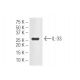 IL-33 Antibody (4E9) - Western Blotting - Image 47904