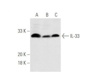 IL-33 Antibody (4E9) - Western Blotting - Image 59299 