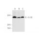 IL-33 Antibody (4E9) - Western Blotting - Image 59299 