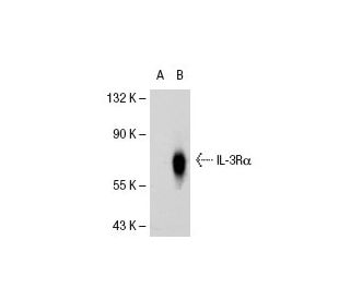 IL-3R&alpha; Antibody (6H6 BOT) - Western Blotting - Image 31782 
