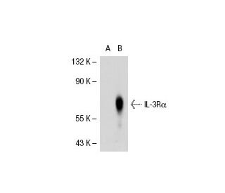 IL-3R&alpha; Antibody (6H6) - Western Blotting - Image 31781 