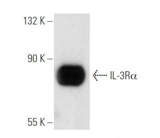IL-3R&alpha; Antibody (C-5) - Western Blotting - Image 17719 