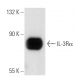 IL-3Rα Antibody (C-5) - Western Blotting - Image 17719 