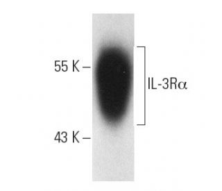 western blotting image from recommended IL-3Rα (S-12) monoclonal antibody replacement. Image 2917
