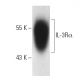 This polyclonal antibody has been discontinued. See our recommended <a href="il-3ralpha-antibody-s-12">IL-3Rα (S-12)</a> monoclonal antibody (sample data shown). western blotting image from recommended IL-3Rα (S-12) monoclonal antibody replacement. Image 2917