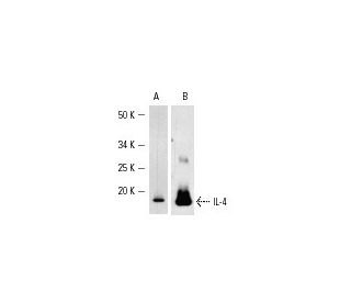 IL-4 Antibody (HIL41) - Western Blotting - Image 2617