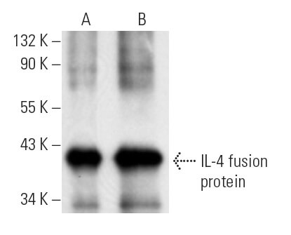 IL-4 Antibody (HIL44) | SCBT - Santa Cruz Biotechnology