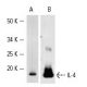 western blotting image from recommended IL-4 (HIL41) monoclonal antibody replacement. Image 2617