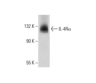 IL-4R&alpha; Antibody (G-9) - Western Blotting - Image 73166 