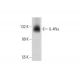 IL-4Rα Antibody (G-9) - Western Blotting - Image 73166 