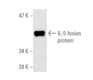 IL-5 Antibody (H-3) - Western Blotting - Image 2629 