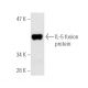 IL-5 Antibody (H-3) - Western Blotting - Image 2629 