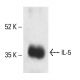 IL-5 Antibody (H-3) - Western Blotting - Image 405117