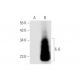 IL-6 Antibody (1) - Western Blotting - Image 62116 