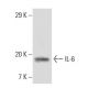 IL-6 Antibody (6D9A1) - Western Blotting - Image 137445