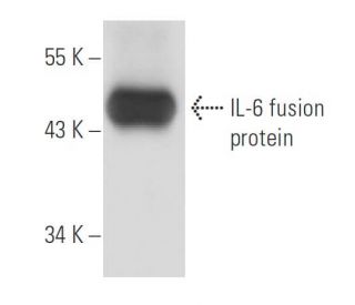 IL-6 Antibody (AH65) - Western Blotting - Image 15699