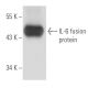 IL-6 Antibody (AH65) - Western Blotting - Image 15699