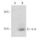 IL-6 Antibody (C12-1-hIL-6) - Western Blotting - Image 30168 