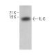 IL-6 Antibody (C12-1-hIL-6) - Western Blotting - Image 362187