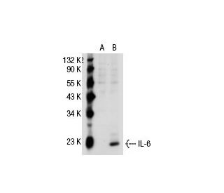 IL-6 Antibody (E-4) - Western Blotting - Image 30164 