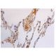 immunohistochemistry image from recommended IL-6 (E-4) monoclonal antibody replacement. Image 352341