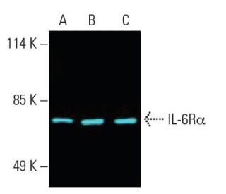 IL-6Rα Antibody (H-7) - Western Blotting - Image 396234