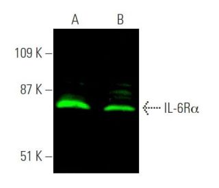 western blotting image from recommended IL-6R&alpha; (H-7) monoclonal antibody replacement. Image 375645