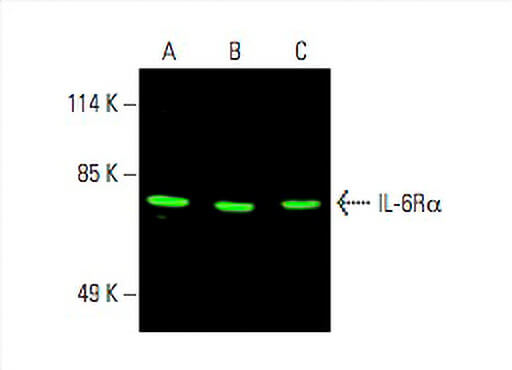 IL-6Rα Antibody (H-7): sc-373708