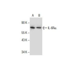 western blotting image from recommended IL-6R&alpha; (D-8) monoclonal antibody replacement. Image 286133