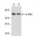 western blotting image from recommended IL-6Rα (D-8) monoclonal antibody replacement. Image 286133