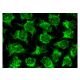 IL-7 Antibody (D-9) - Immunofluorescence - Image 141445 