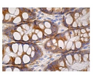 IL-7 Antibody (D-9) - Immunohistochemistry - Image 161023 