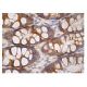 IL-7 Antibody (D-9) - Immunohistochemistry - Image 161023 