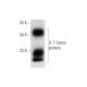 IL-7 Antibody (D-9) - Western Blotting - Image 139414