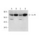 western blotting image from recommended IL-7R (G-11) monoclonal antibody replacement. Image 319277